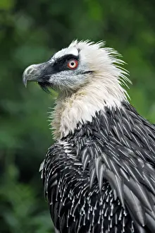 Gypaetus: Lammergeier - portrait