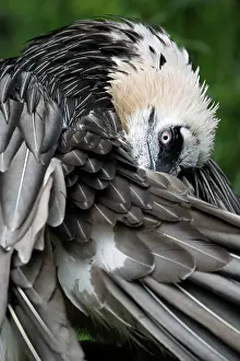 Gypaetus: Lammergeier - portrait of bird preening itself