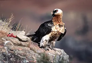 Twala Trust Asbl: LAMMERGEIER - on rock with carcass