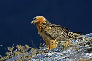 Gypaetus: Lammergeier - Standing on snow covered slope - close up
