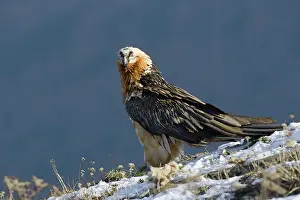 Gypaetus: Lammergeier - Standing on snow covered slope - close up
