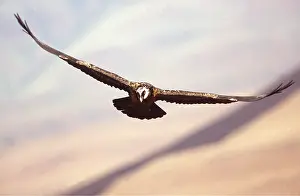 Soaring: LAMMERGEIER - sub-adult in flight