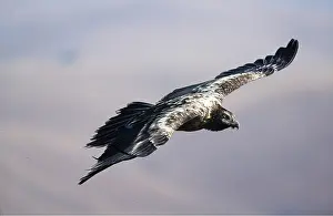 Lammergeier: LAMMERGEIER - sub-adult, in flight