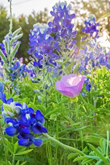 Wilson: Lampasas, Texas, USA. Pink Evening Primrose and