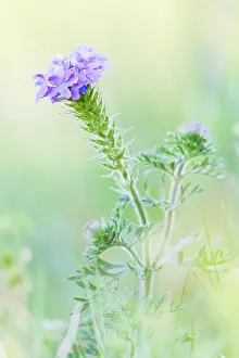 Wilson: Lampasas, Texas, USA. Prairie Verbena wildflowers