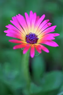 Lampranthus: Lampranthus