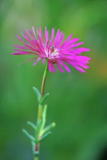 Lampranthus: Lampranthus