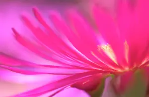 Vitality: Lampranthus