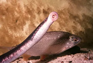 Aquariums: LAMPREY