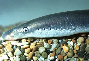 Aquariums: LAMPREY