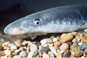 Gills: LAMPREY FISH - close up head & gills