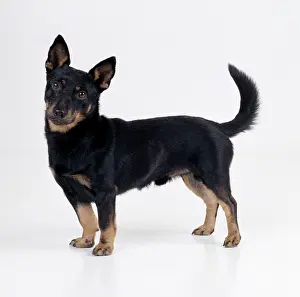 Wagging: Lancashire Heeler Dog