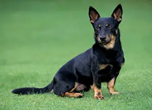 Lancashire: Lancashire Heeler Dog - Sitting on grass