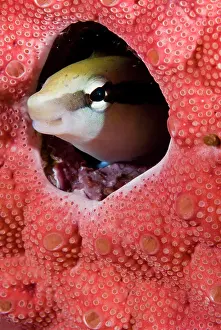 Blenny: Lance blenny fish peering out of hole in