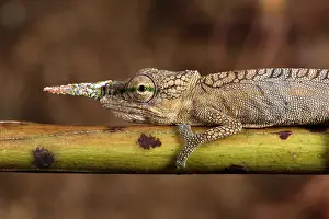 Calumma: Lance-nosed chameleon (Calumma gallus) male on a