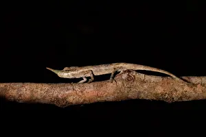Calumma: Lance-nosed chameleon (Calumma gallus) male on a