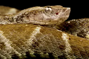 Shade: Lancehead (Bothrops atrox), on black background