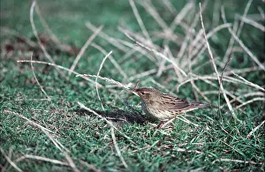 Alan Greensmith: LANCEOLATED WARBLER