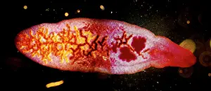 Fluke: Lancet Liver Fluke