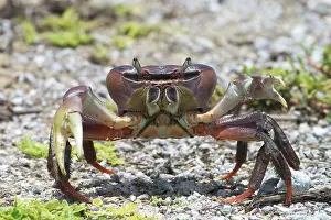 Keeling: Land crab - on Pulu Keeling National Park, the