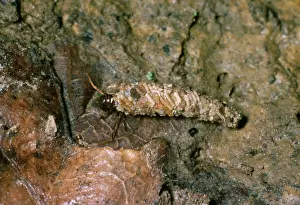 Pusilla: Land Dwelling CADDIS FLY