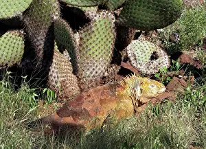 Conolophus: Land Iguana