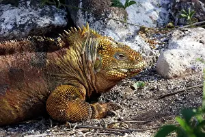 Conolophus: Land Iguana
