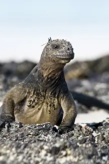 Conolophus: Land iguana