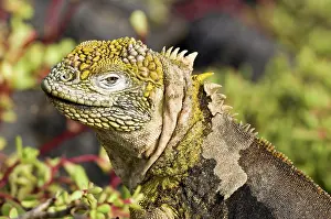 Plaza: Land Iguana