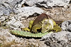 Plaza: Land Iguana