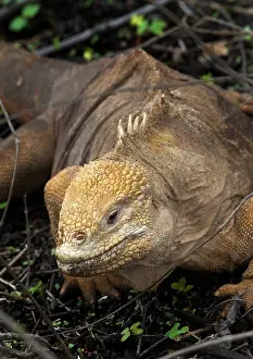 Iguanas: Land Iguana