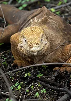 Iguanas: Land Iguana