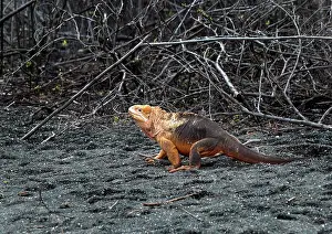 Iguanas: Land Iguana