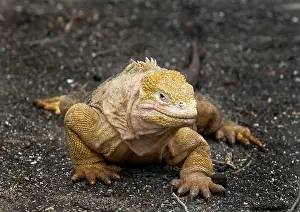Iguanas: Land Iguana