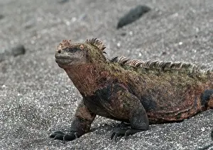 Iguanas: Land Iguana