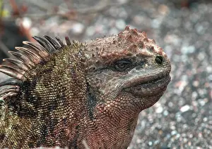 Iguanas: Land Iguana