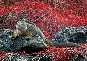 Plaza: Land Iguana