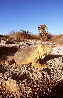 Lizards: LAND IGUANA