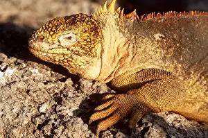 Geoff Trinder: LAND IGUANA - C/U HEAD & SIDE