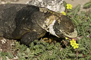 Plaza: Land Iguana eating