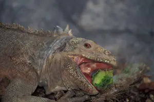 Pallidus: Land Iguana eating cactus