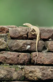 Bengalensis: Land Monitor / Common Indian MONITOR LIZARD