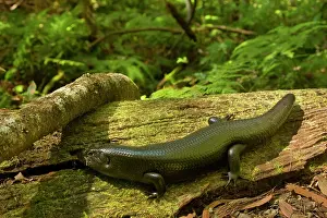 Mullet: Land Mullet - adult takes a sunbath