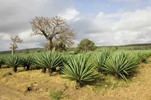 Destructive: Land recently cleared for sisal plantation with