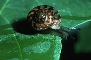 Snails: Land Snail on Leaf