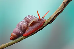 Crawl: Land snail (Schistoloma sp) crawling on a twig