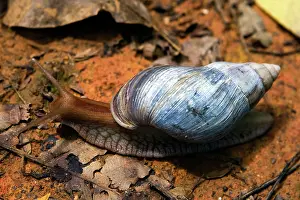 Seychelles: Land Snail, Seychelles