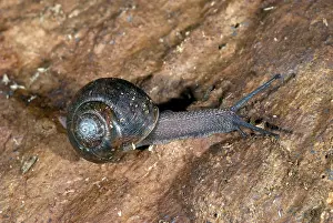 Yosemite: Land Snail in Yosemite
