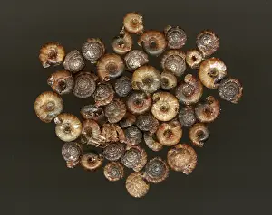 Spiral: Land Snails