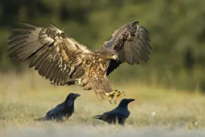 Plane: Landing... White-tailed eagle (Haliaeetus albicilla)